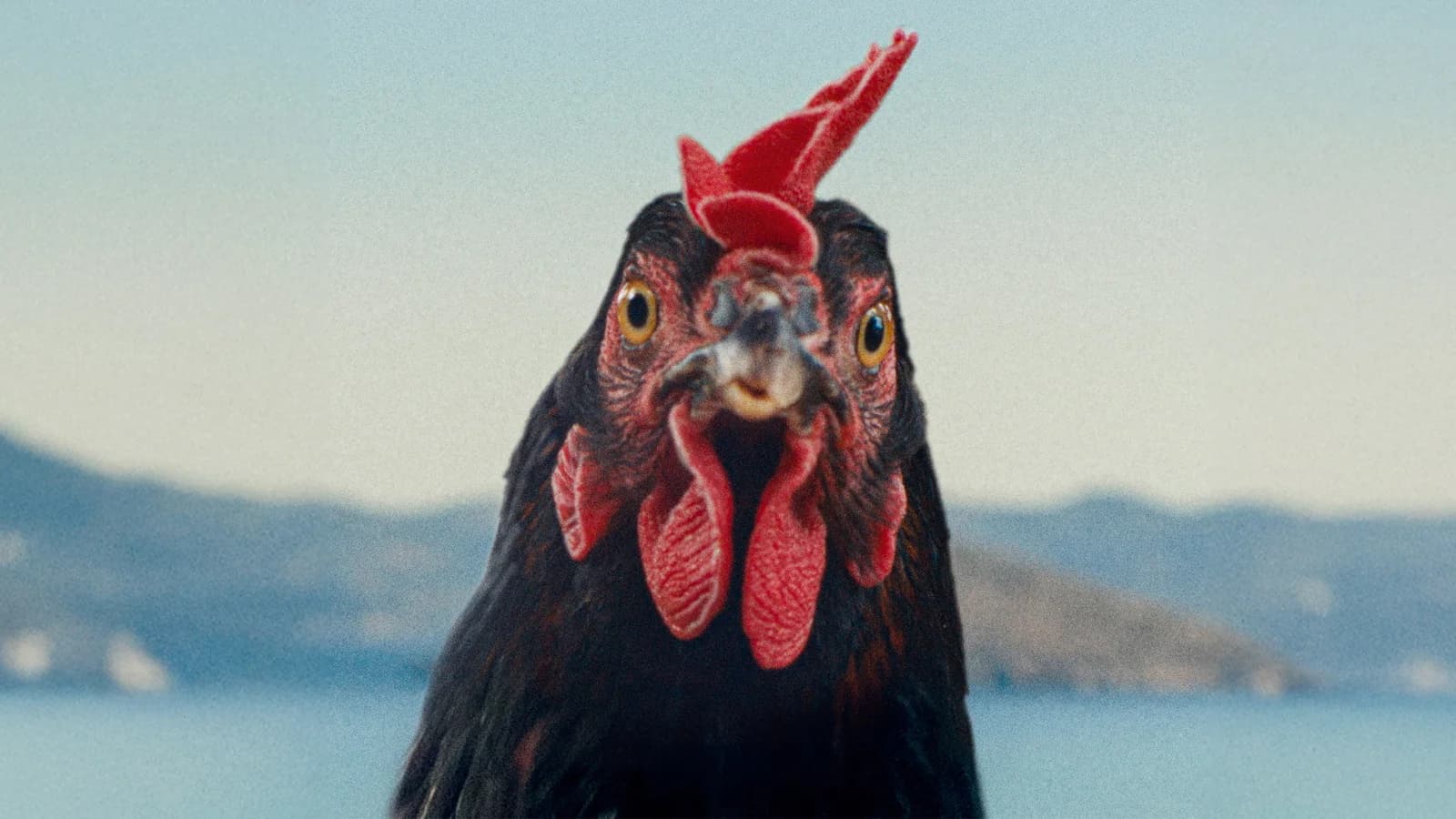 Hen - Storia di una Gallina