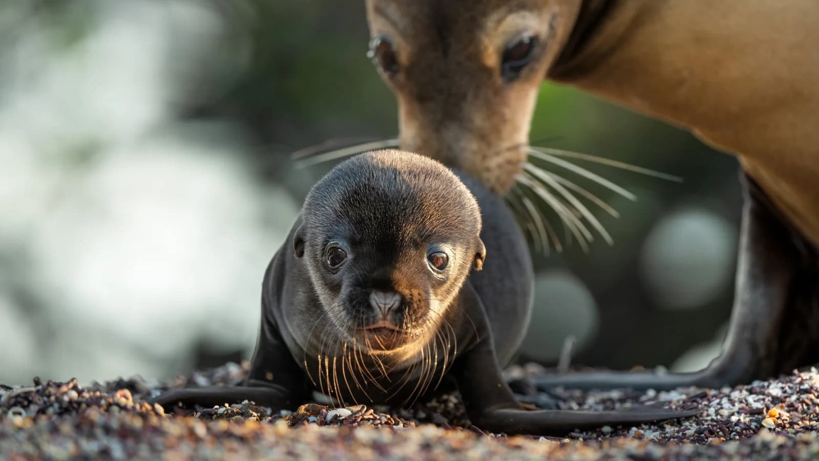 Leoni marini delle Galapagos – Una nuova casa per Leo