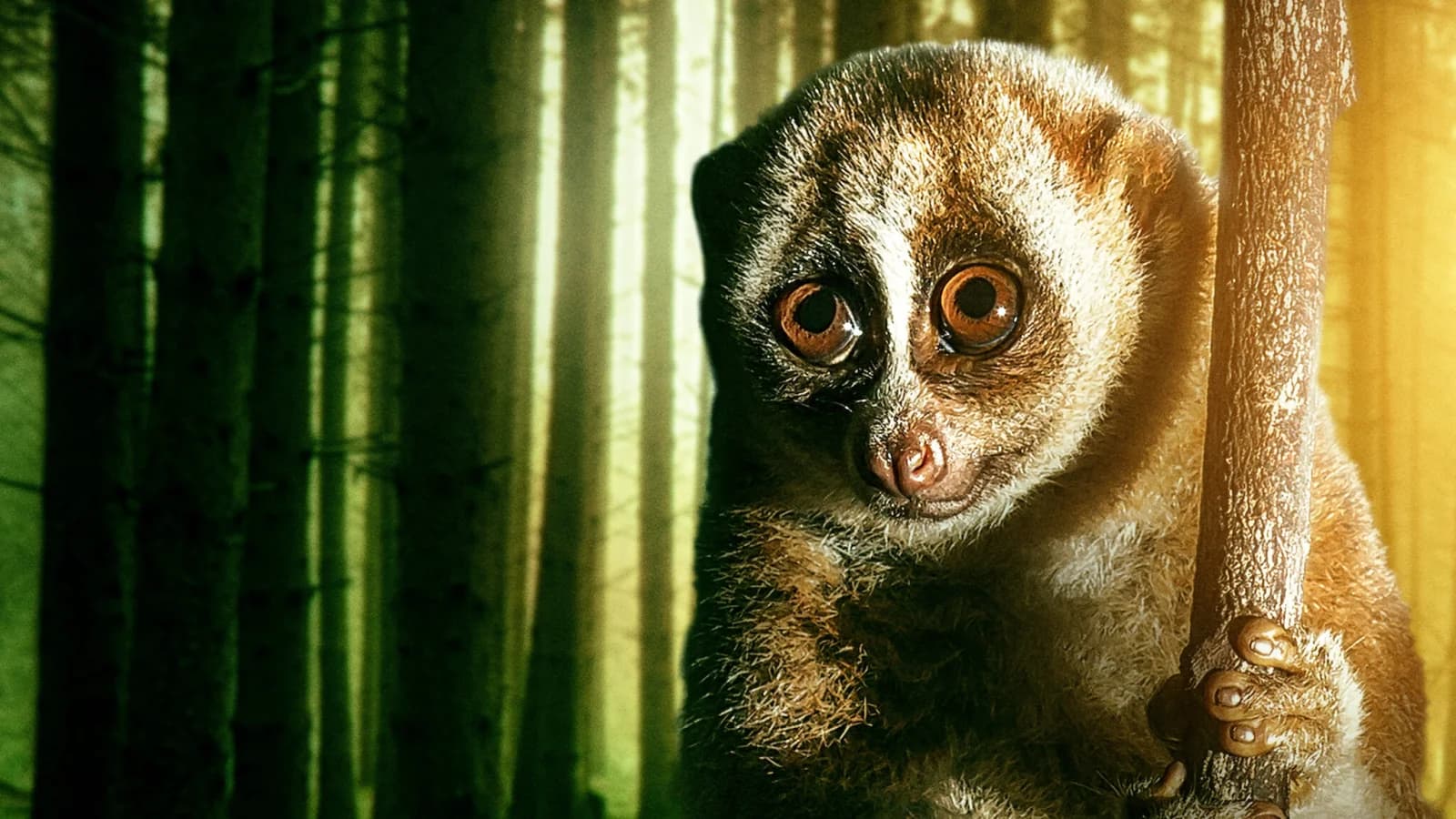 72 animali pericolosi: Asia