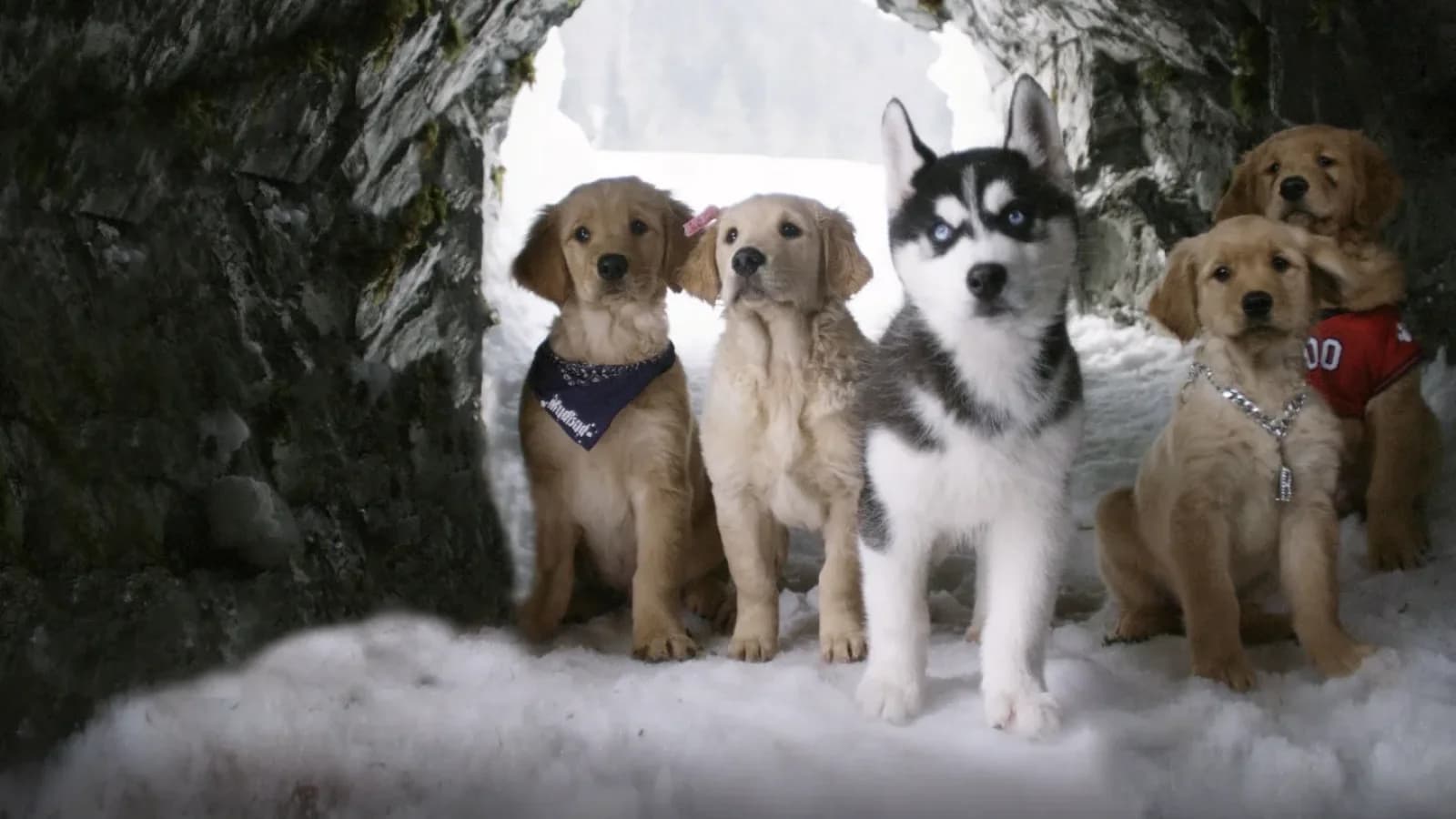 Supercuccioli sulla neve