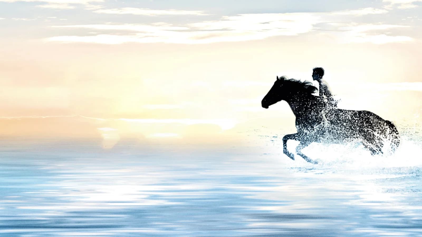 Black Stallion