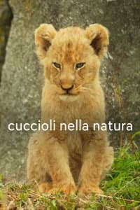 Cuccioli nella natura