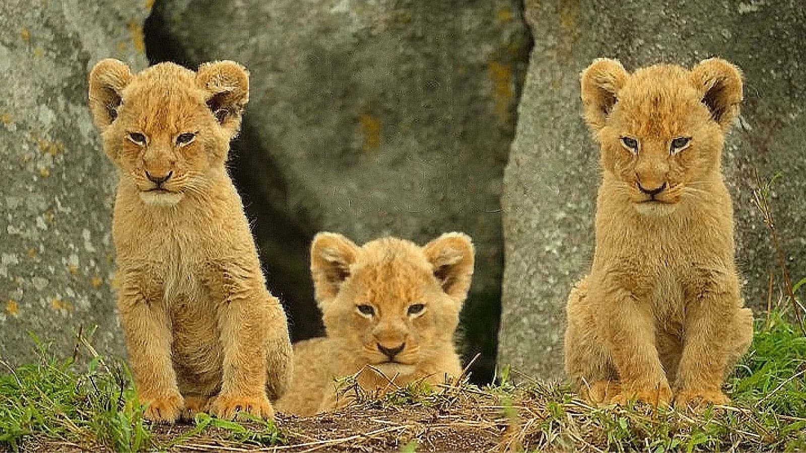 Cuccioli nella natura