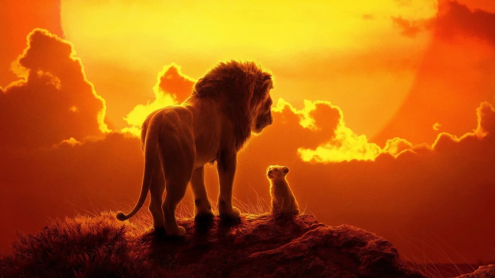 Il re leone