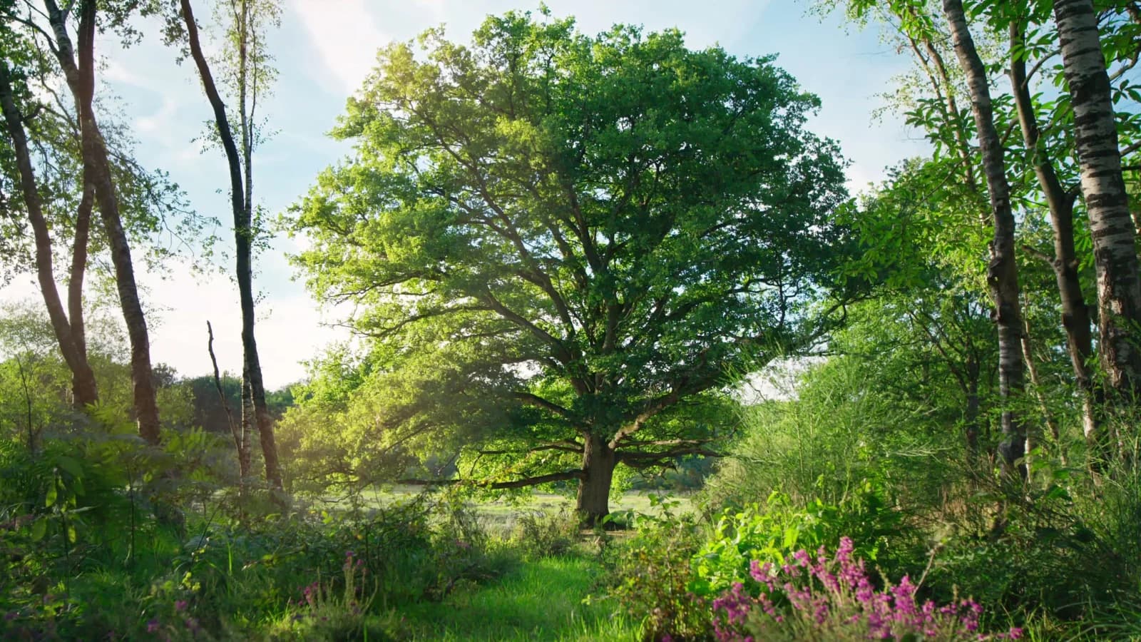 La quercia e i suoi abitanti
