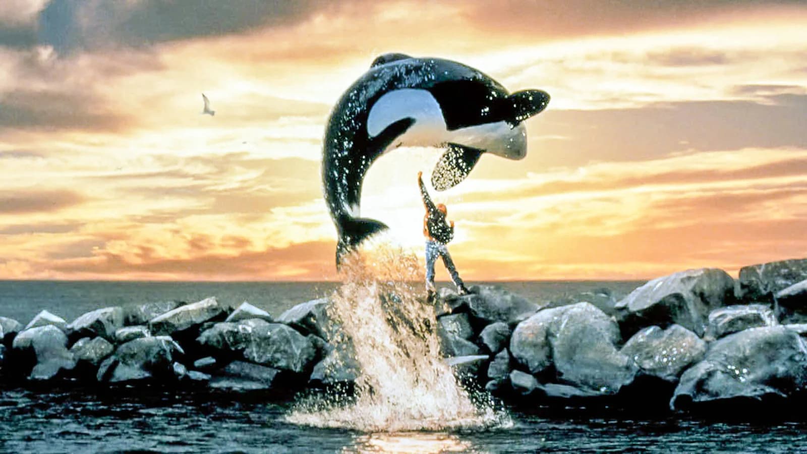 Free Willy - Un amico da salvare