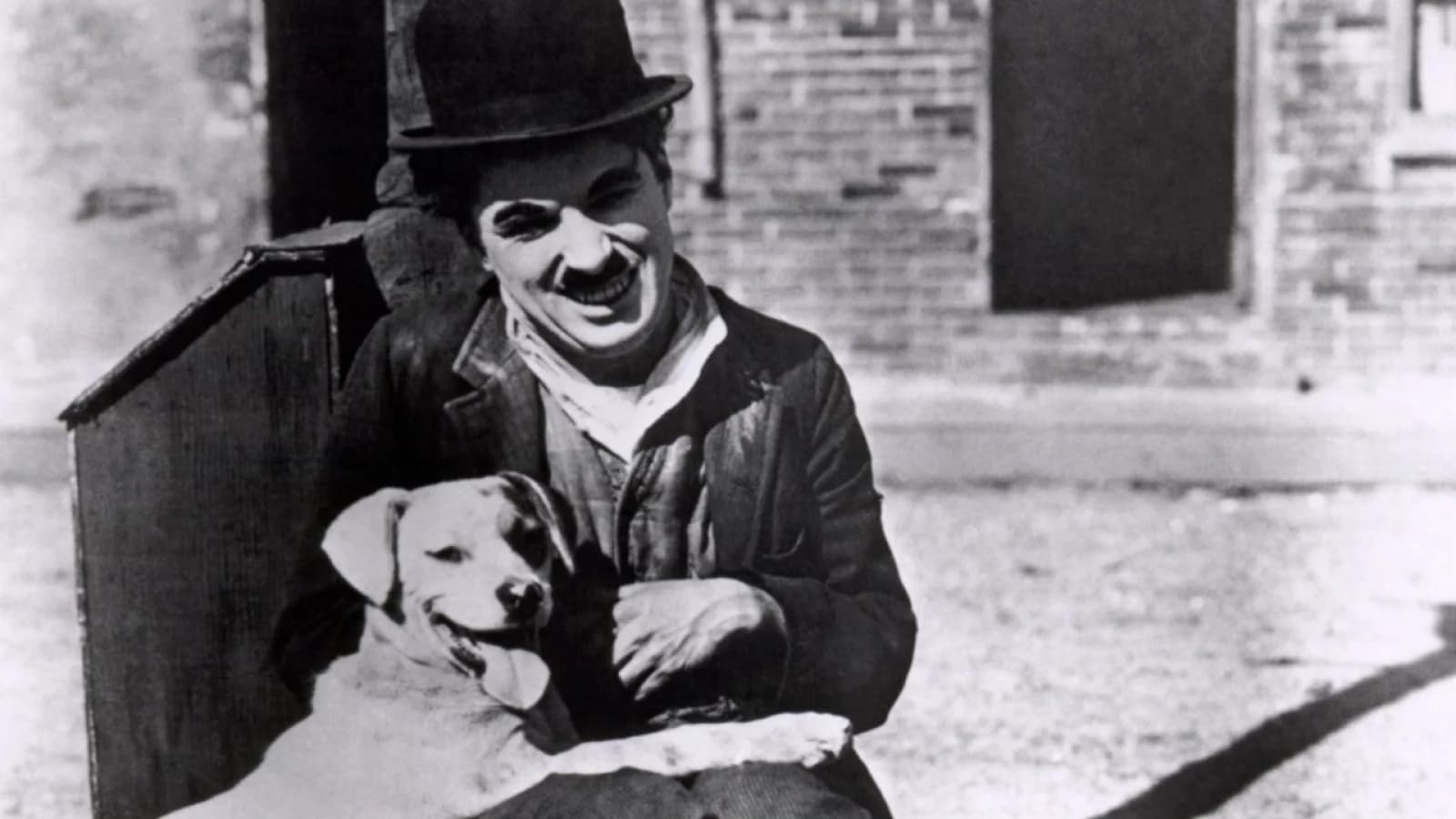 Vita da cani
