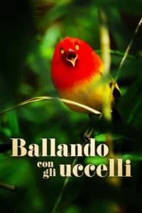 Ballando con gli uccelli