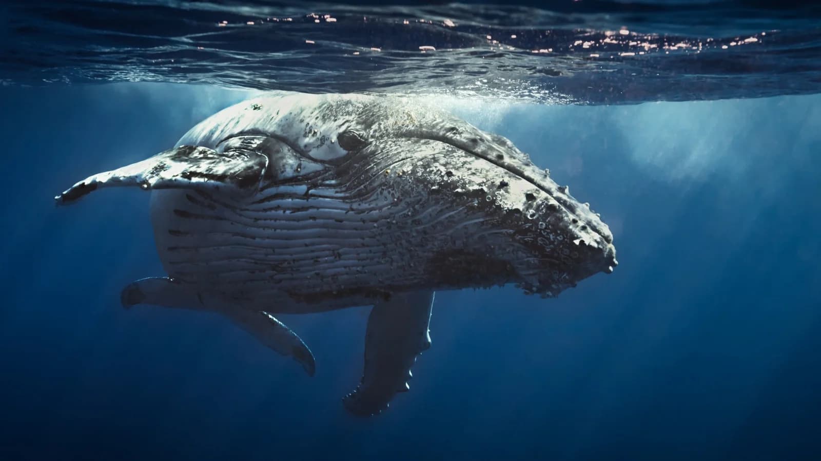La vita negli oceani