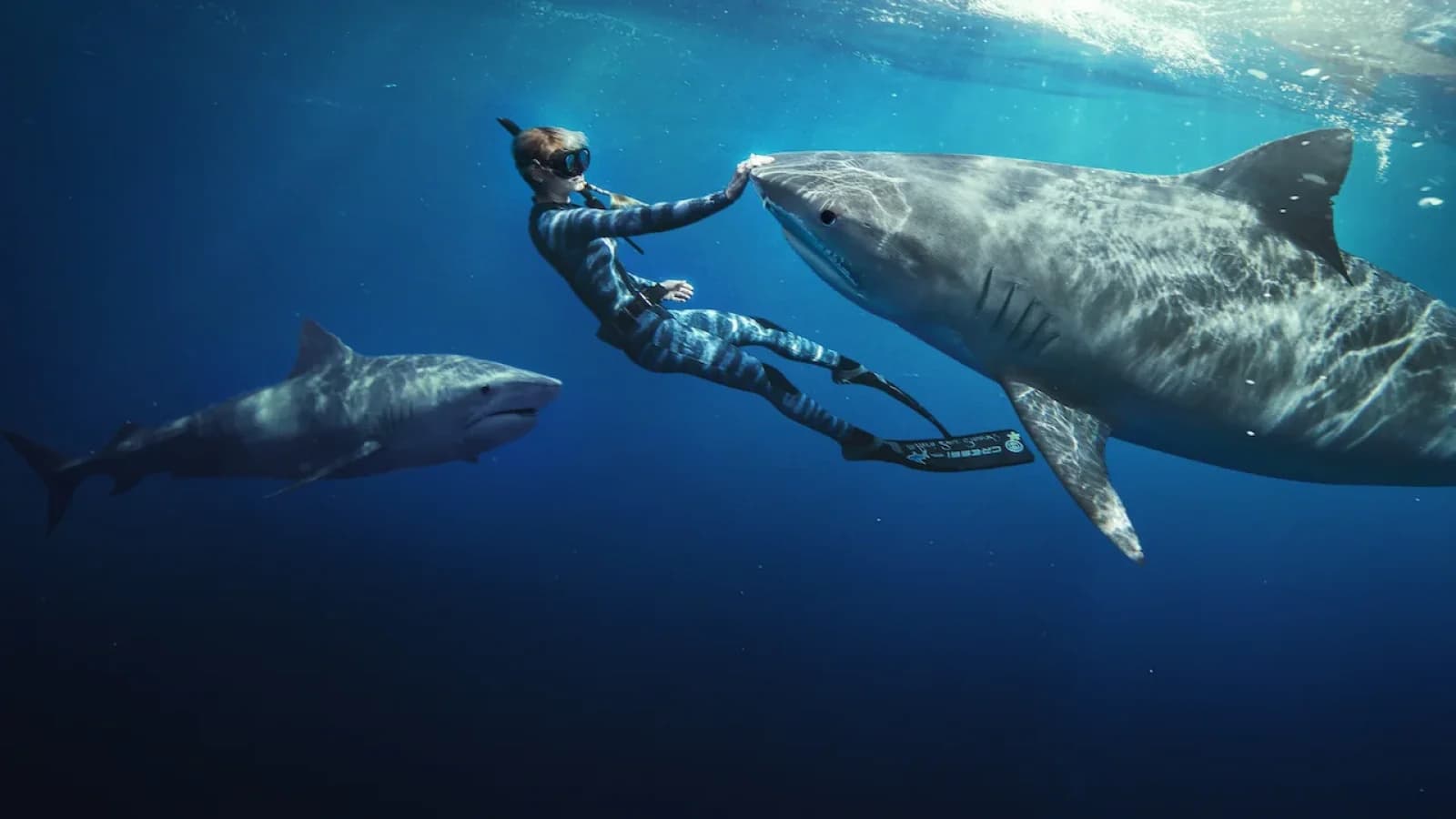 Shark Whisperer: nuotando con gli squali