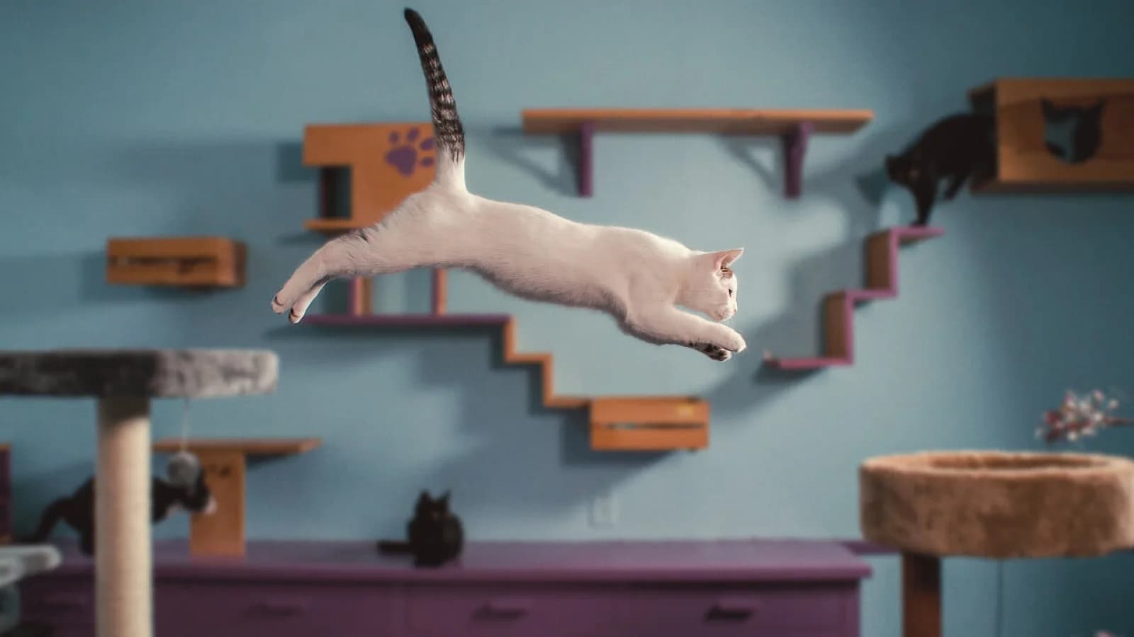 Nella mente di un gatto
