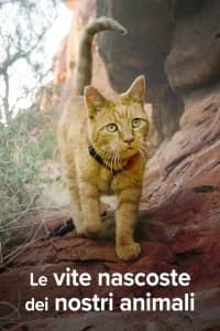 Le vite nascoste dei nostri animali