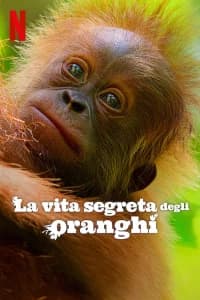 La vita segreta degli oranghi