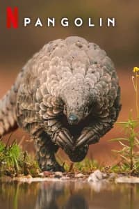 Pangolin