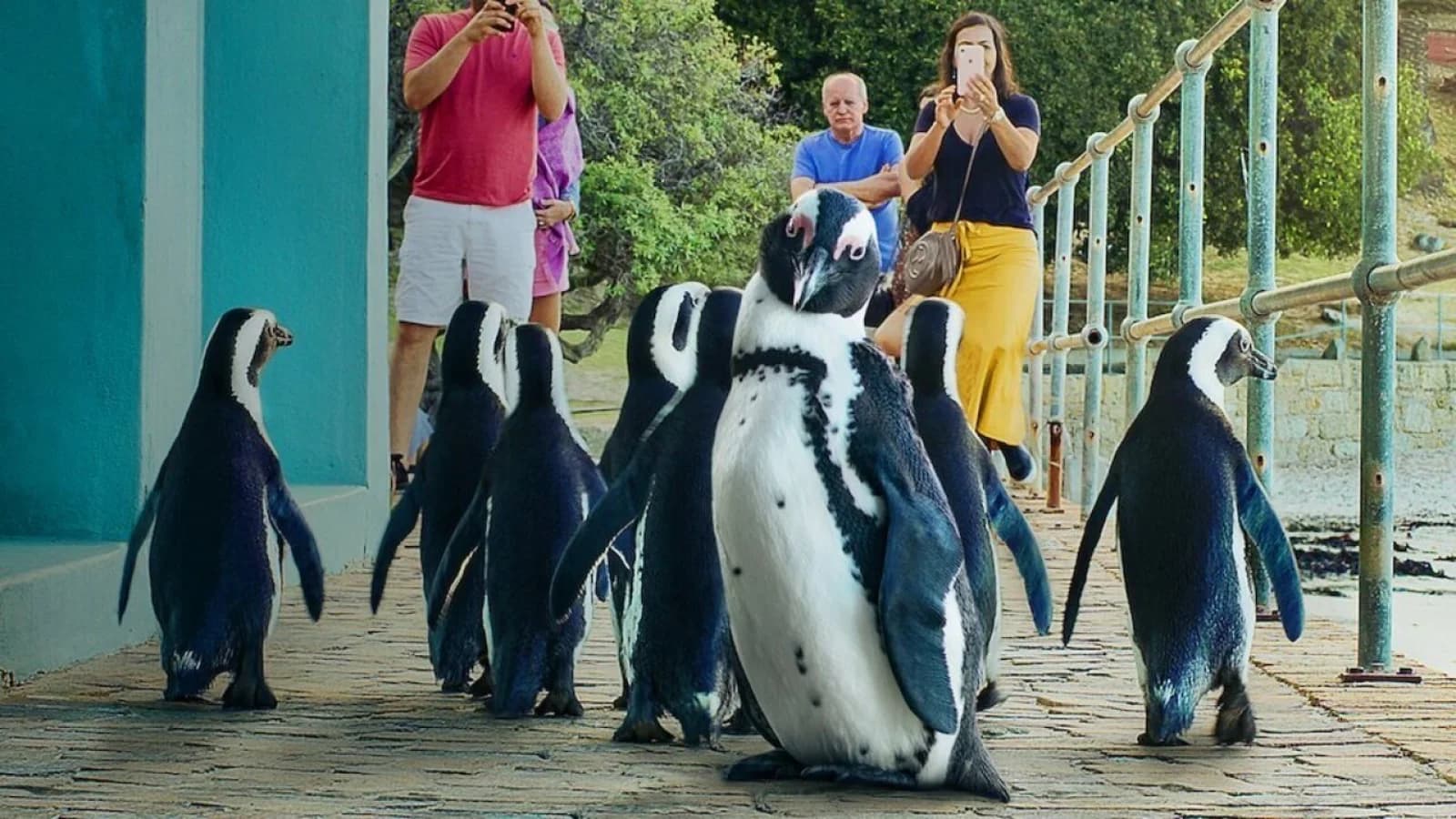 Il villaggio dei pinguini
