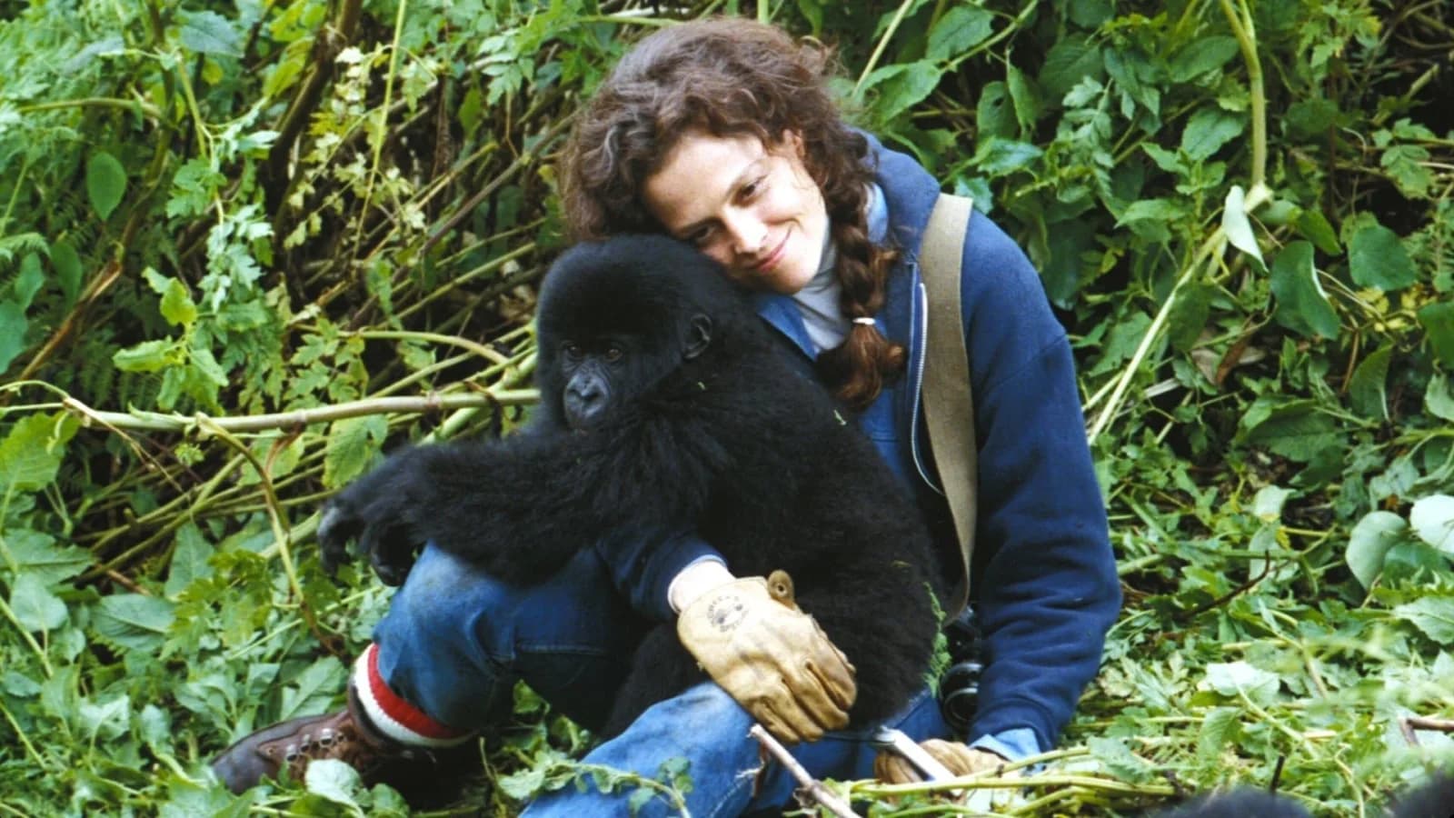 Gorilla nella nebbia