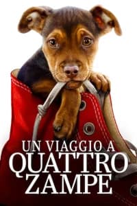 Un viaggio a quattro zampe