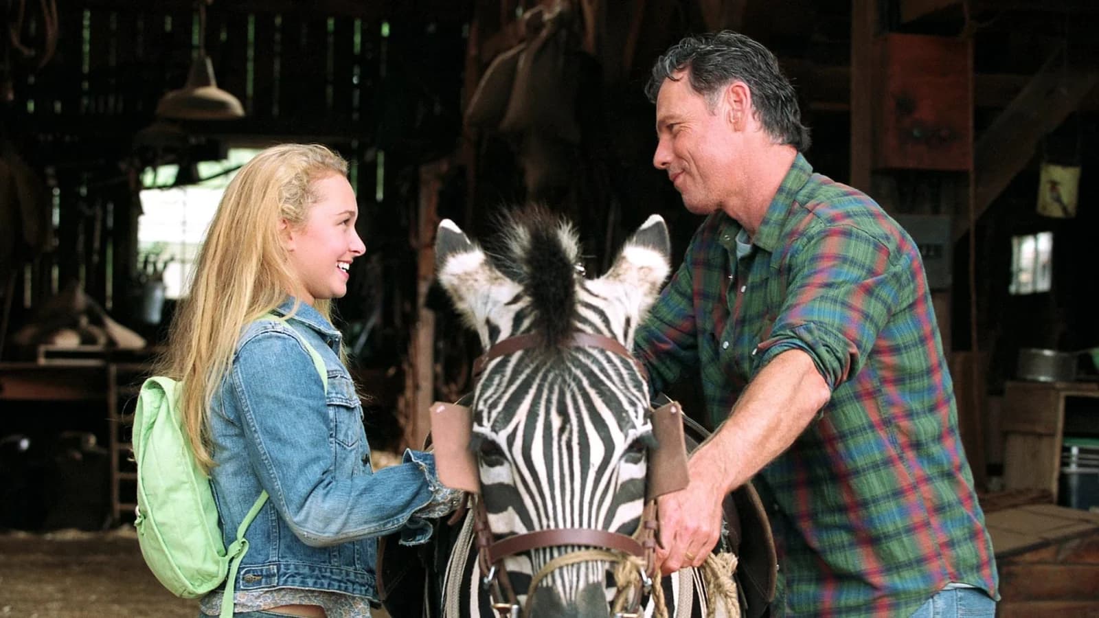 Striscia, una zebra alla riscossa