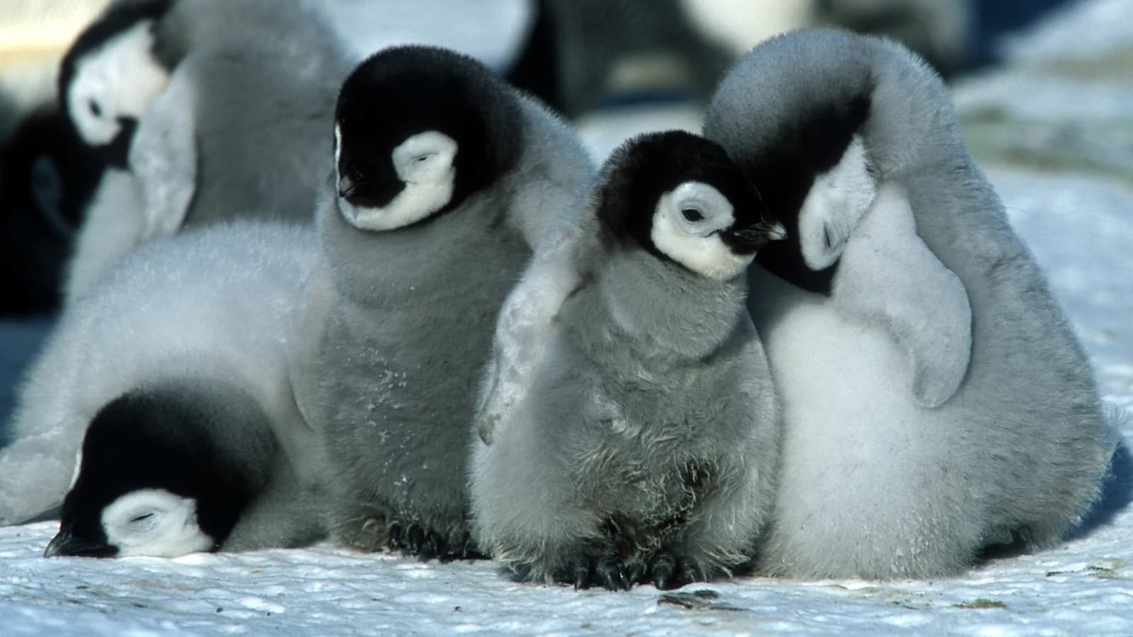 La marcia dei pinguini