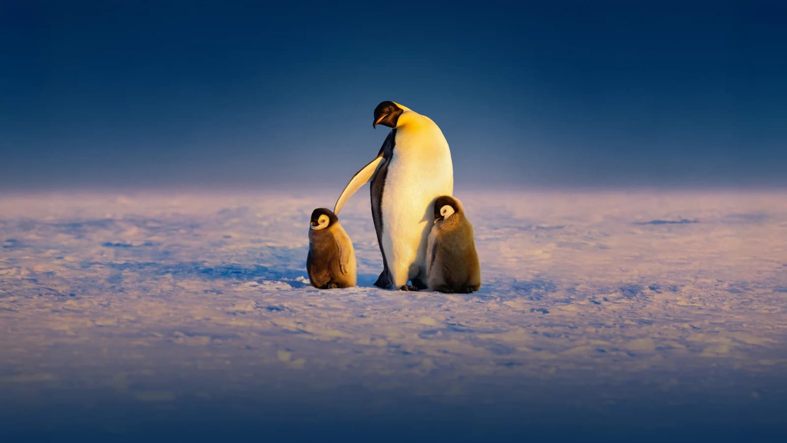 I segreti dei pinguini