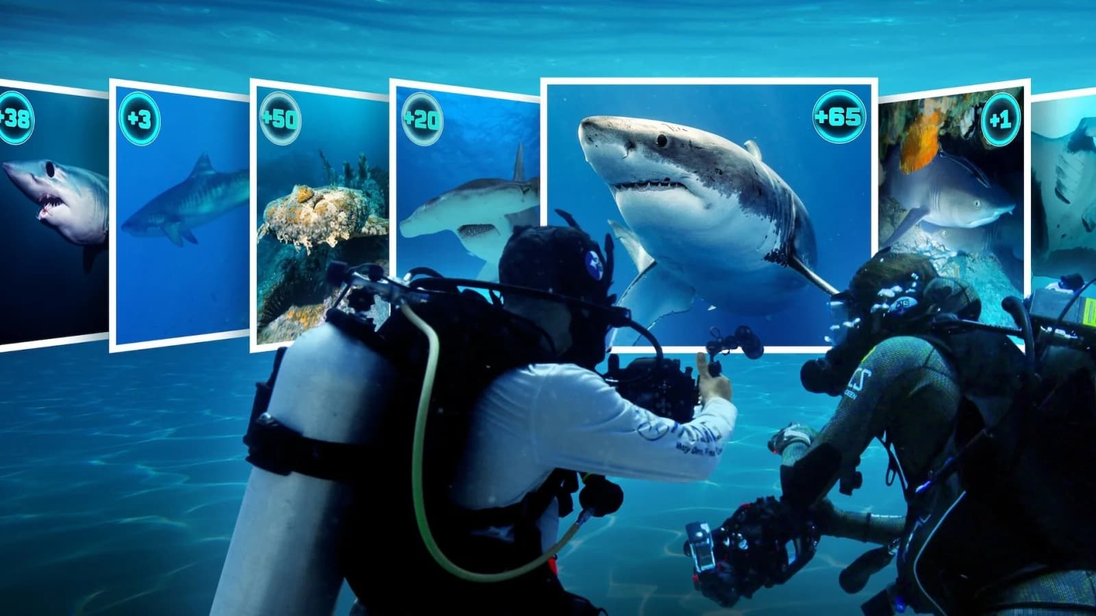 All the Sharks - In cerca di squali