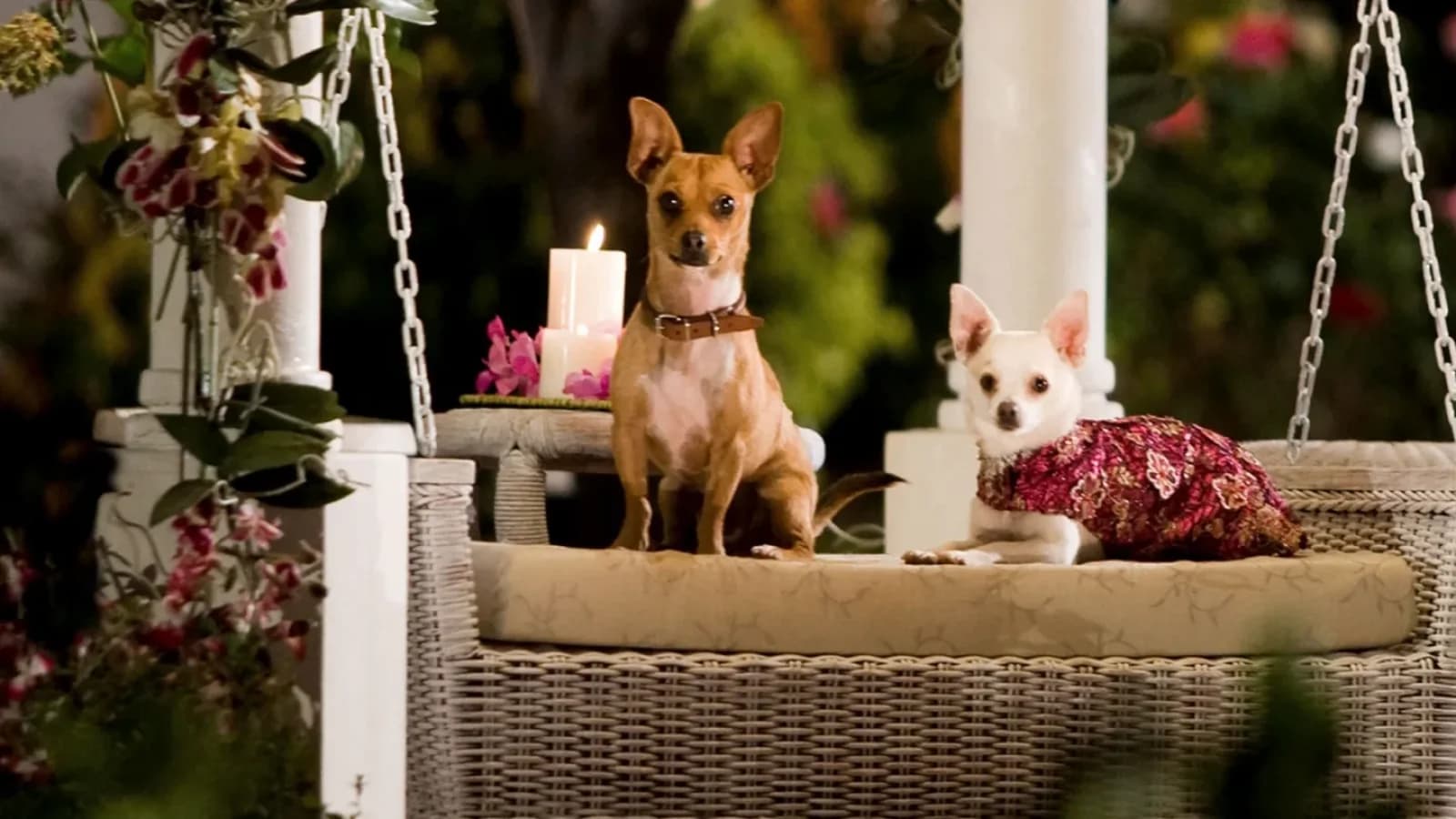 Beverly Hills Chihuahua (Ci uauh a)