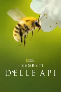I segreti delle api