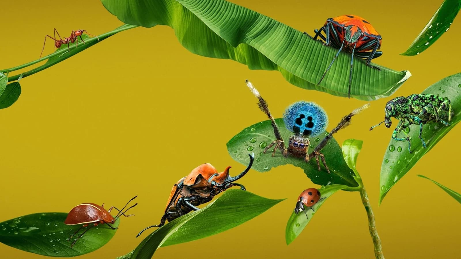 A Real Bug's Life - Megaminimondo